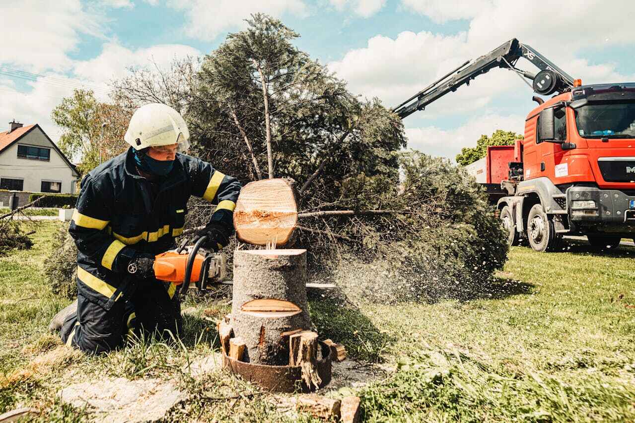 Best Affordable Tree Service  in Malakoff, TX